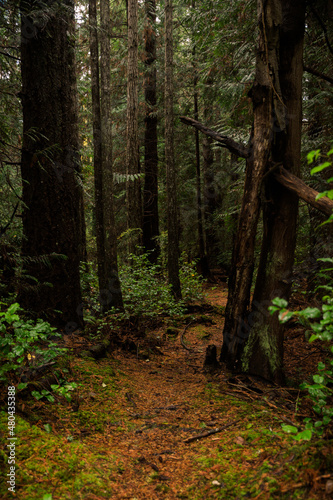 Trail through the dark forest woods on Cortes Island, BC