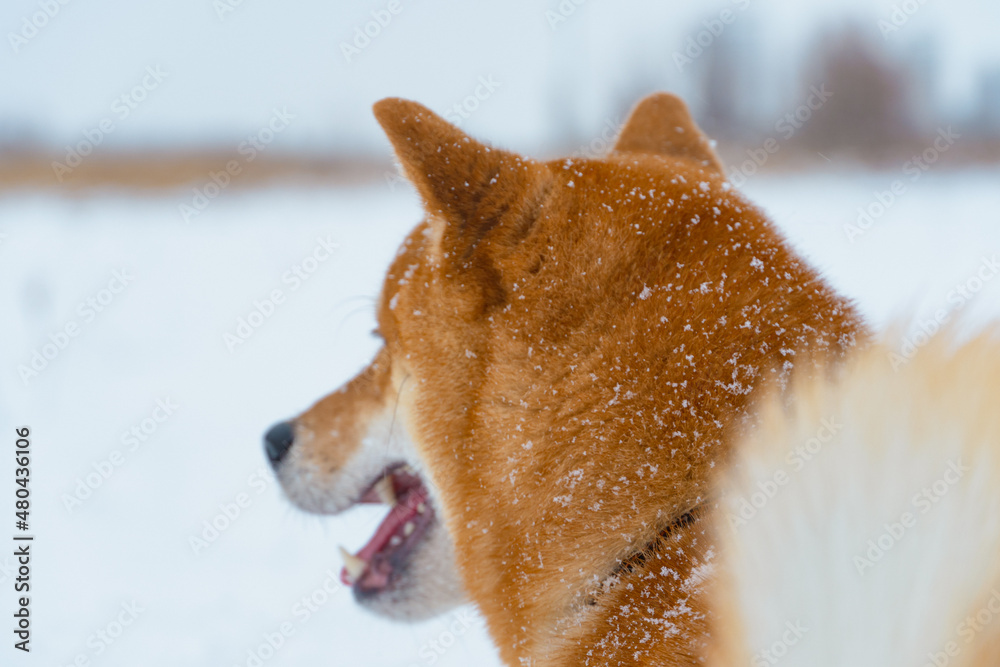 The Shiba Inu Japanese dog plays in the snow in winter. The Shiba Inu Japanese dog plays in the snow in winter.