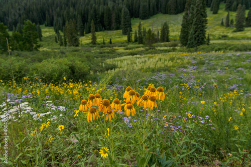 Flowering Mountain Valley - A bunch of bright golden yellow wildflower, Hymenoxys Hoopesii (Orange Sneezeweed), blooming in a remote mountain valley on a calm Summer evening. Crested Butte, CO, USA. photo