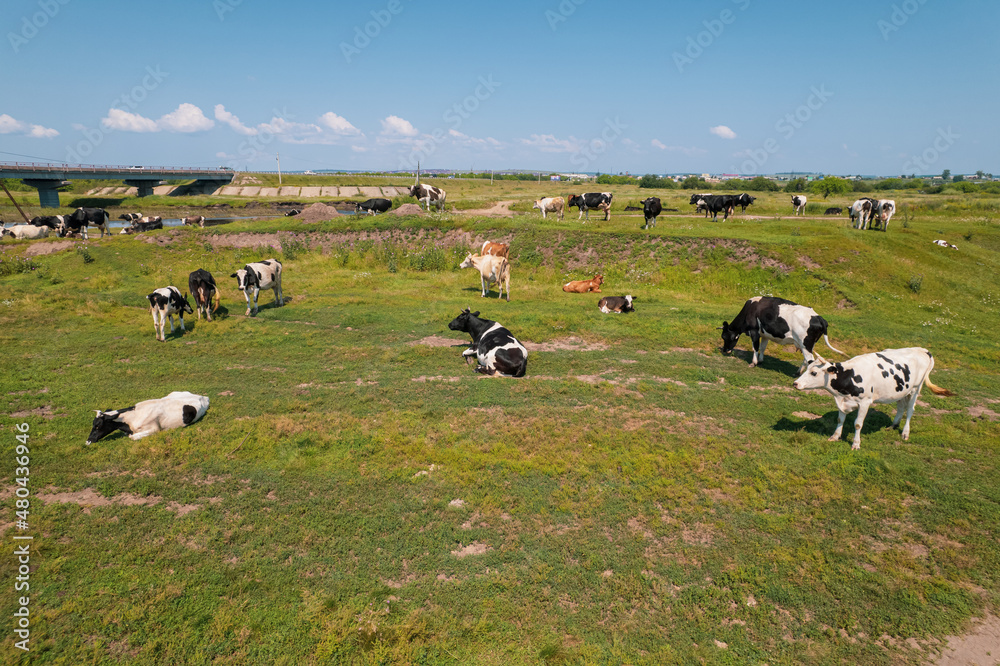 Aerial view of cows herd grazing on pasture field, top view drone pov , in grass field these cows are usually used for dairy production. Aerial view of cows herd grazing on pasture field, top view drone pov , in grass field these cows are usually used for dairy production.