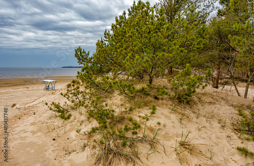 Sand dunes on the coast of the Gulf of Finland in the Leningrad region near the city of Sosnovy Bor. © zoya54