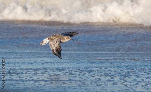 Shorebirds on Atlantic beach shore