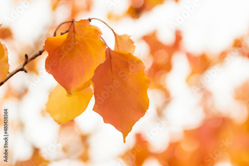 Plant leaves in autumn season in nature environment. Fall season.
