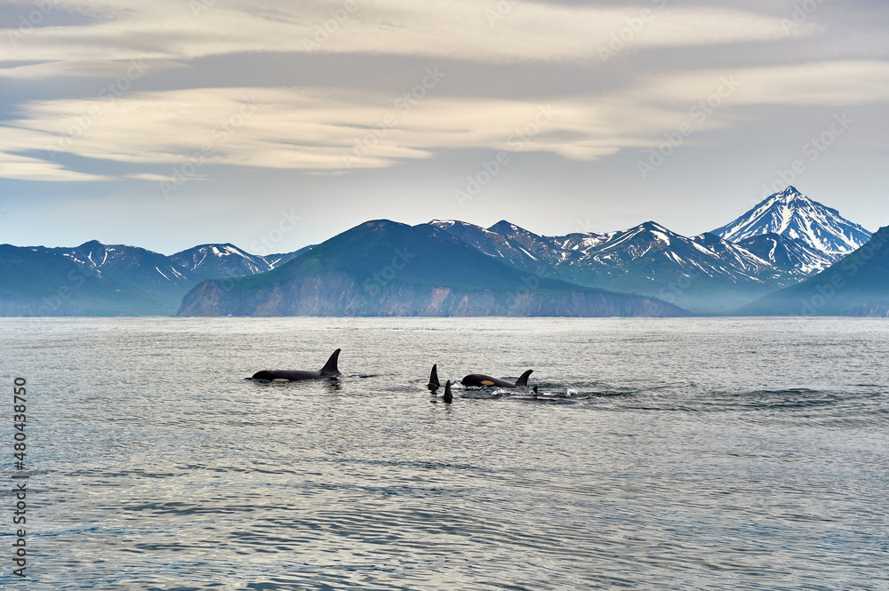 Fototapeta premium Volcanoes of Kamchatka. Travel, tourism and mountaineering on the Kamchatka Peninsula, Russia 