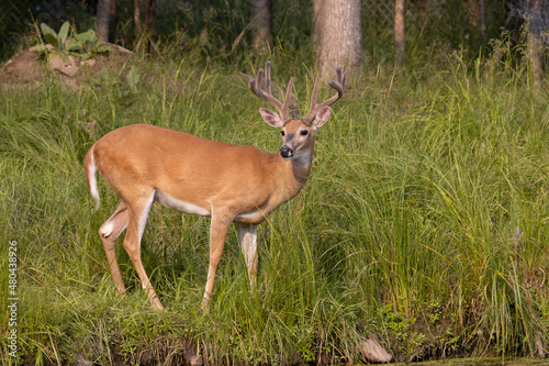 alert deer  photo