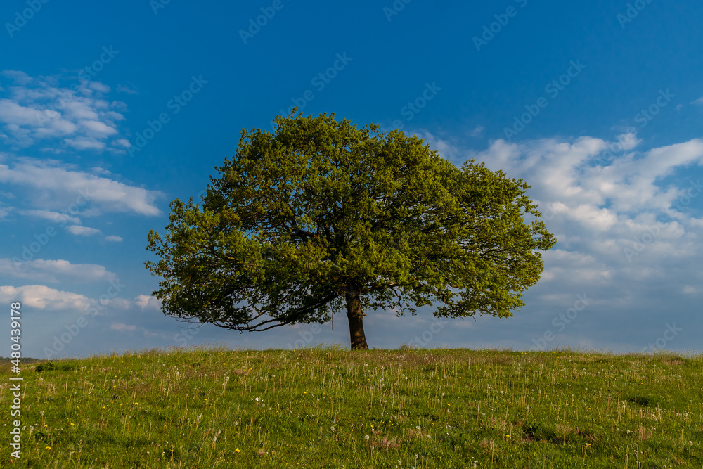 Obraz premium Einzelner Baum