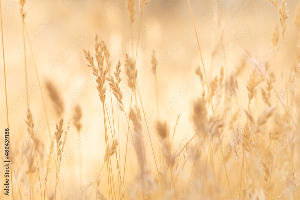 Fondo plantas, trigo , background, atardecer