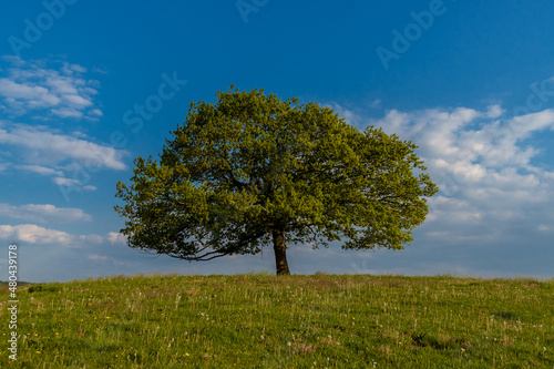 Einzelner Baum