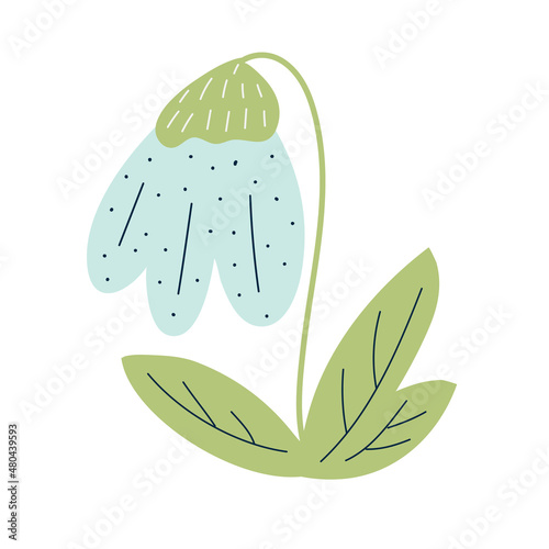 Scandinavian snowdrop isolated on white background. Spring flower with leaves. Vector illustration for kids design
