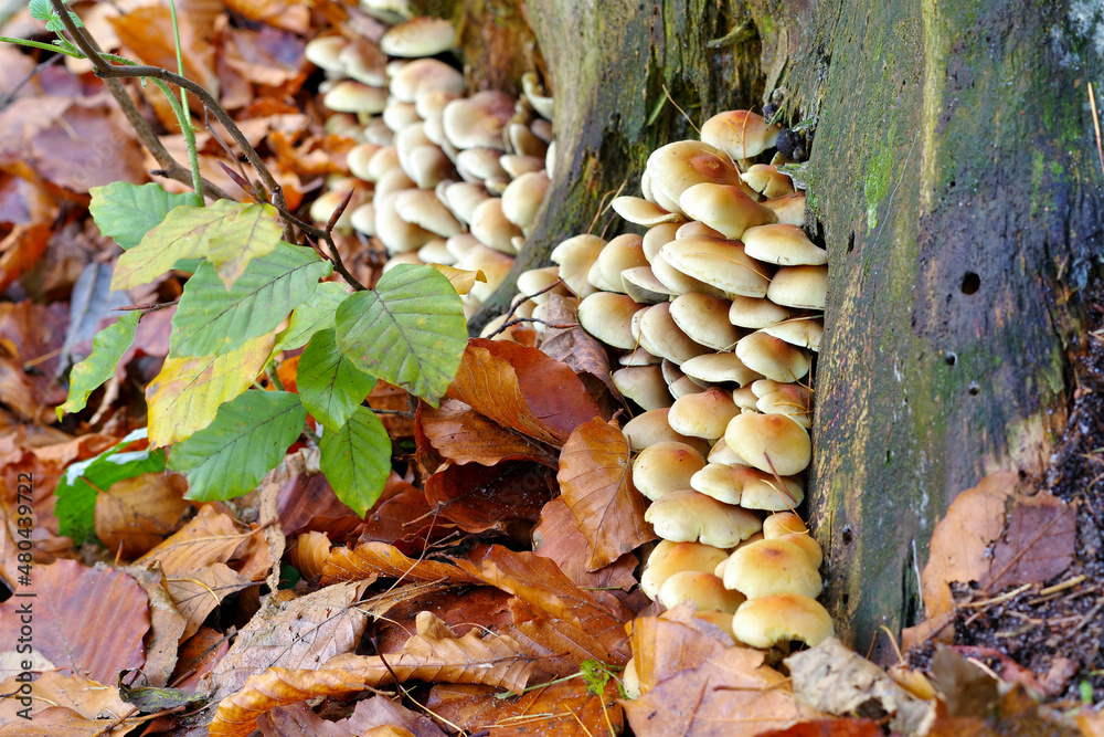 Grünblättrige Schwefelkopf, Hypholoma fasciculare - clustered woodlover or Hypholoma fasciculare in autumn forest Grünblättrige Schwefelkopf, Hypholoma fasciculare - clustered woodlover or Hypholoma fasciculare in autumn forest
