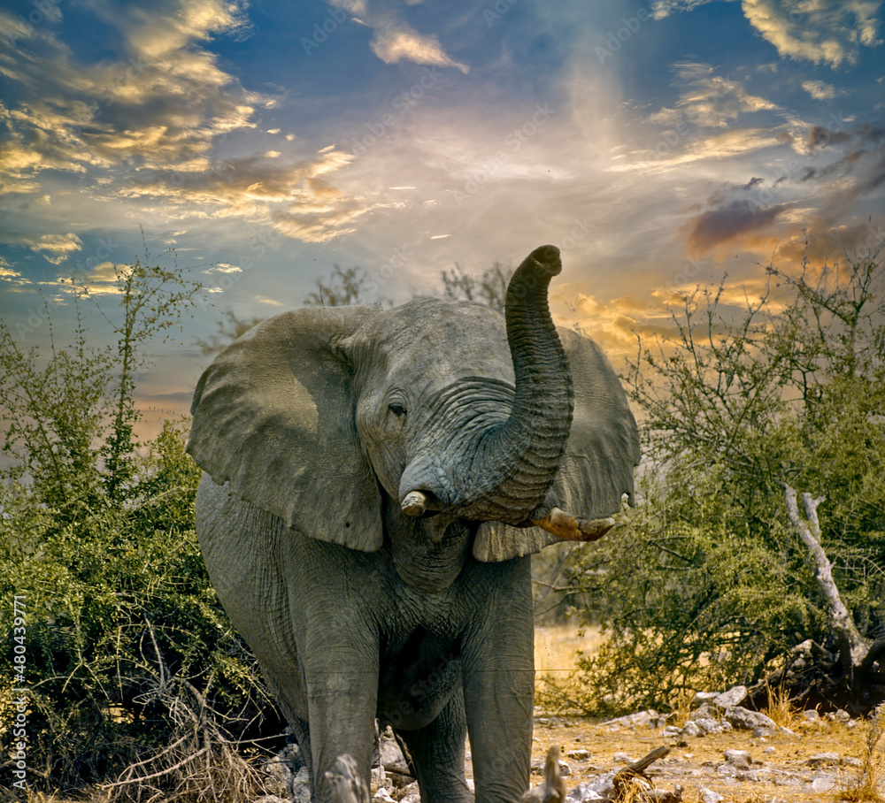 Obraz premium African elephant at sunset