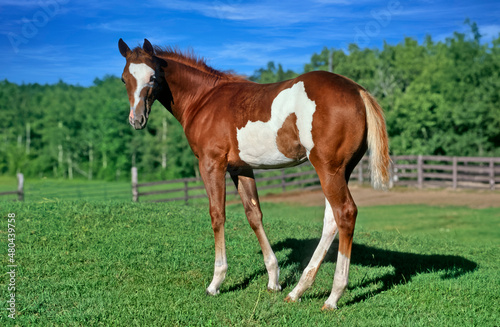 American paint horse colt