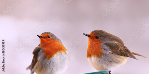 Two frozen robins sit side by side and do not conflict. © chermit