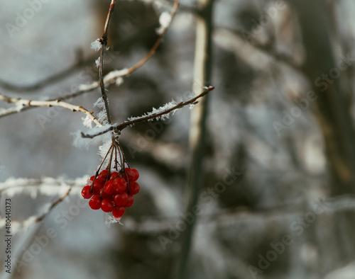 Owoce na drzewie opruszone śniegiem 