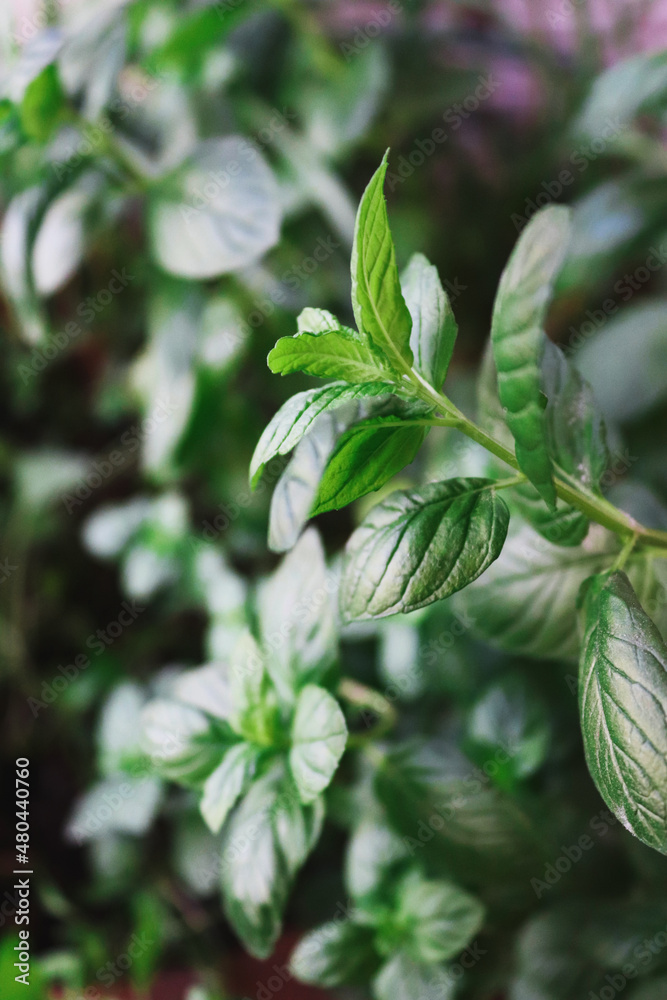 The leaves of the mint plant in the pot The leaves of the mint plant in the pot