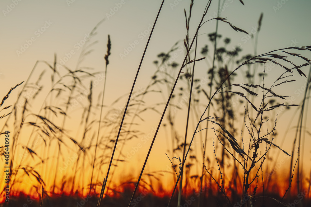 Sunset in the field. Grass against the setting sun and golden clouds. Calm and tranquility. Natural natural background. Pattern and wallpaper. The beauty of the wild nature Sunset in the field. Grass against the setting sun and golden clouds. Calm and tranquility. Natural natural background. Pattern and wallpaper. The beauty of the wild nature