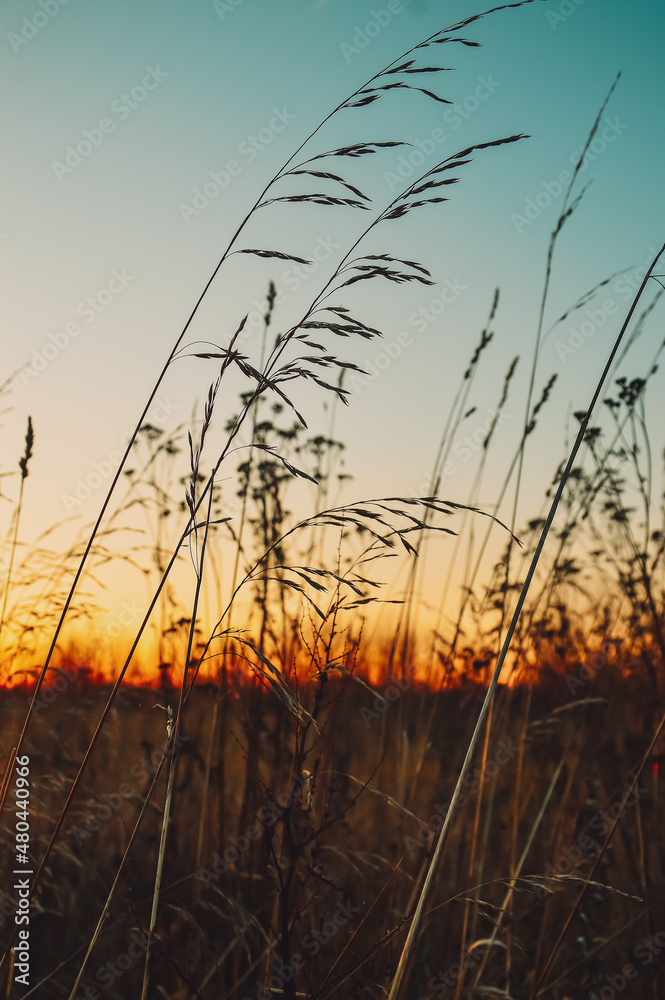 Obraz premium Sunset in the field. Grass against the setting sun and golden clouds. Calm and tranquility. Natural natural background. Pattern and wallpaper. The beauty of the wild nature