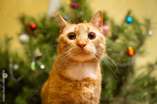 Fototapeta Ginger cat under Christmas tree