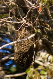 WILD BEES HIVE WITH ORGANIC HONEY ON MAHOGANY TREE IN A TROPICAL FOREST