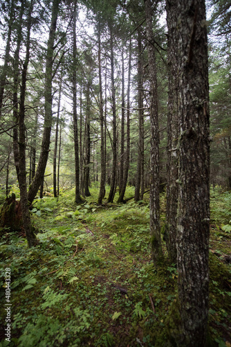 Girdwood, Alaska forest trees in summer