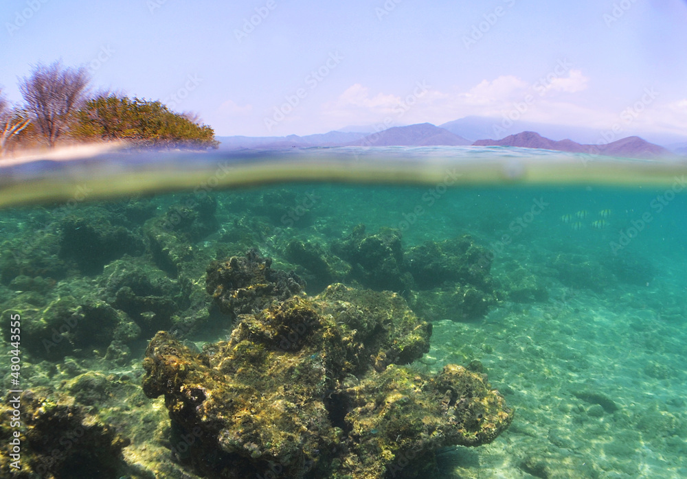 underwater scene , caribbean sea , Venezuela underwater scene , caribbean sea , Venezuela