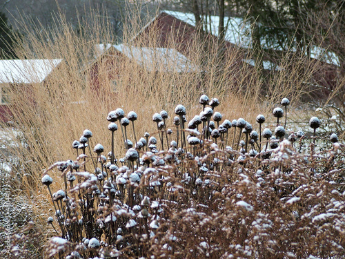The dried seedheads of purple coneflower (Echinacea purpurea) with snow in a winter perennial garden