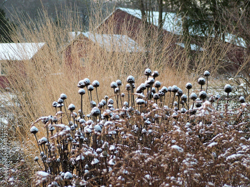 The dried seedheads of purple coneflower (Echinacea purpurea) with snow in a winter perennial garden photo
