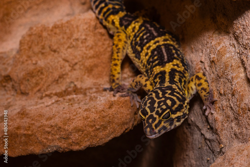 Leopard gecko, Pakistani fat-tailed gecko, Eublepharis macularius