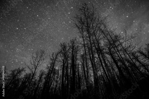 stars and trees in Alaska