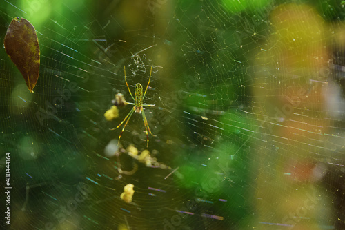 Selva Misionera en todo su esplendor - Misiones 