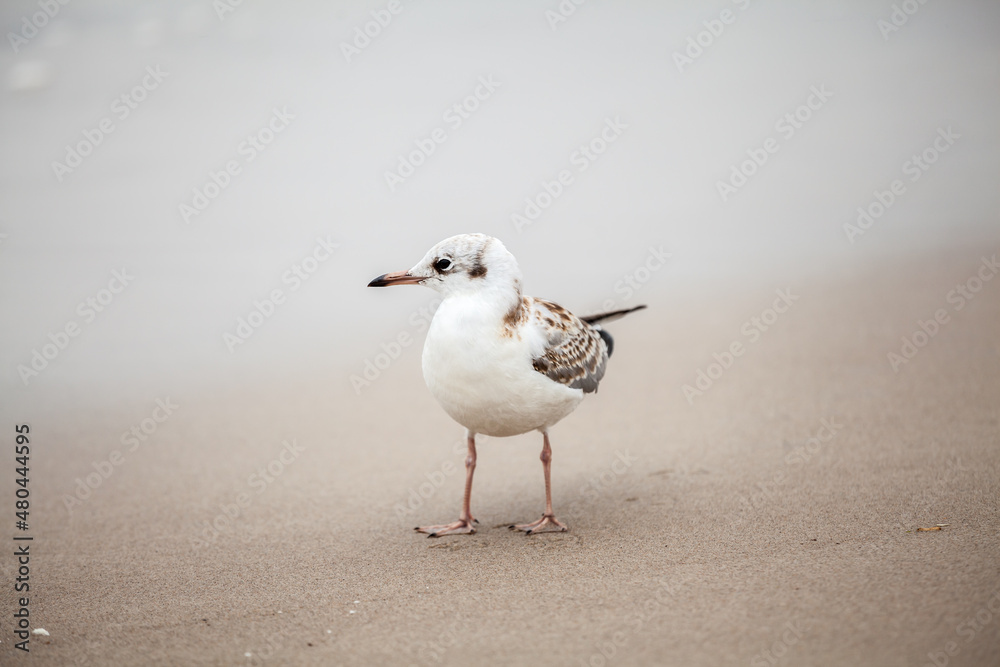 Seagull in the natural environment on the Baltic Sea. Seagull in the natural environment on the Baltic Sea.