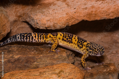 Leopard gecko, Pakistani fat-tailed gecko, Eublepharis macularius