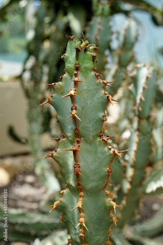 An image of succulent Euphorbia caerulescens (Euphorbia coerulescens) photo