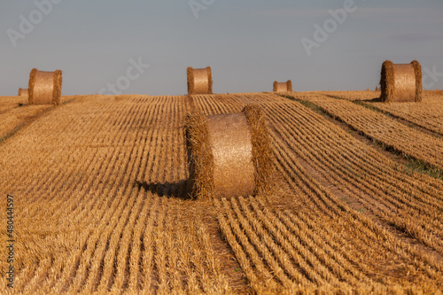 Fototapeta Naklejka Na Ścianę i Meble -  View of the Masurian fields.