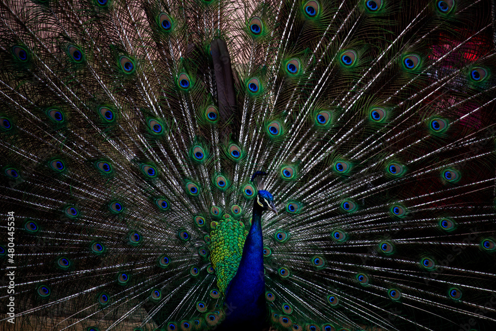 Naklejka premium Pavão seduzindo