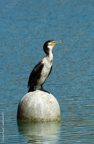 garnd cormoran photo