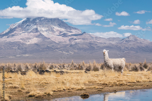 alpacas and llamas grazing in the sajama national park in bolivia on a sunny day with blue sky and clouds surrounded by snowy mountains and dry vegetation photo