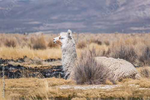 alpacas and llamas grazing in the sajama national park in bolivia on a sunny day with blue sky and clouds surrounded by snowy mountains and dry vegetation photo