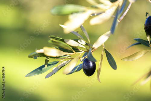 Fotografie, Obraz Olive bunch with black ripe olives in olive grove on a blurred background, Puglia, Italy