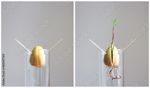 germination of the sprout and roots of an avocado from the stone. before and after
