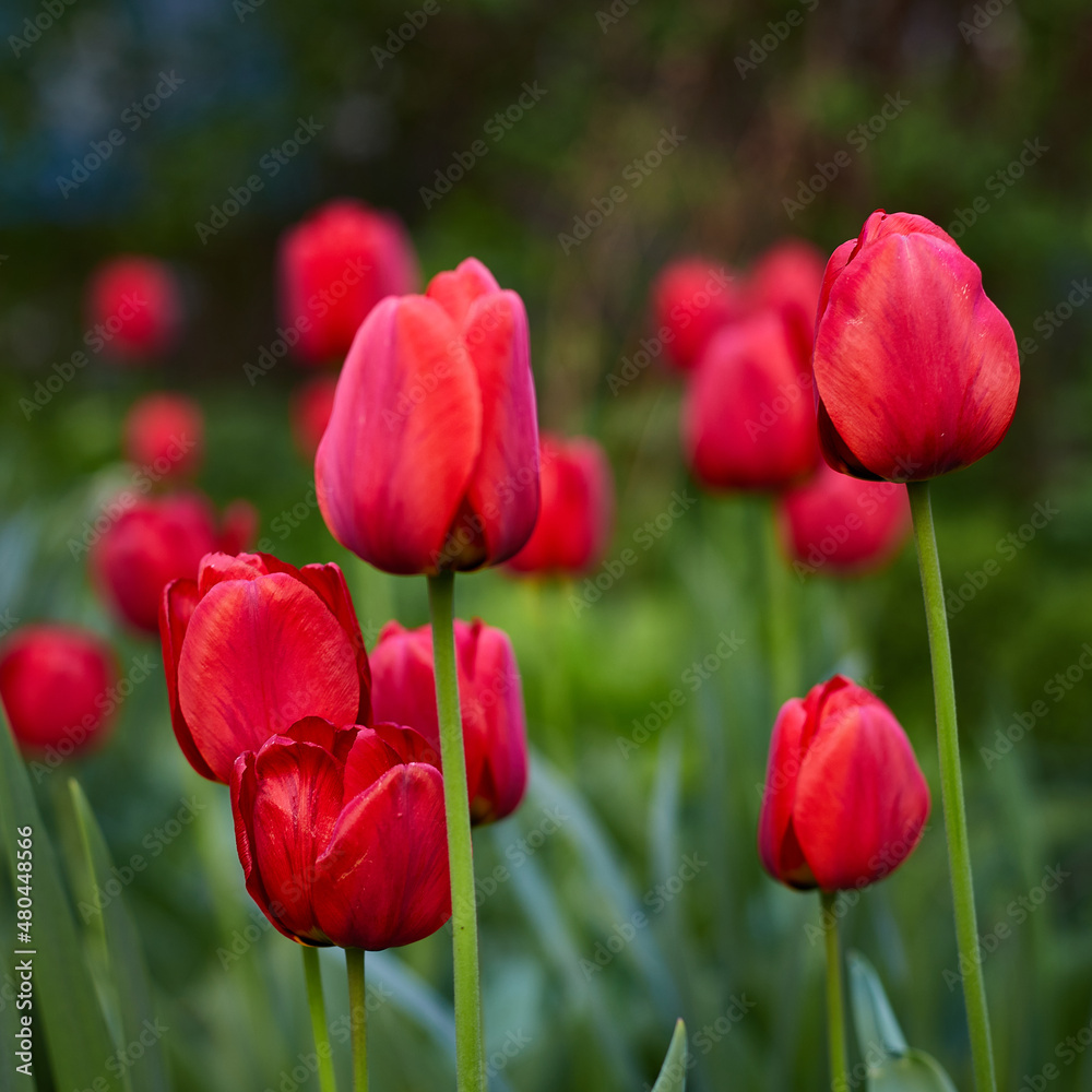 Red Tulips with green background Red Tulips with green background
