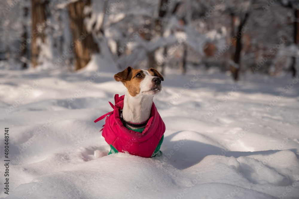 Dog jack russell terrier in a warm jacket in the snow in winter. Dog jack russell terrier in a warm jacket in the snow in winter.
