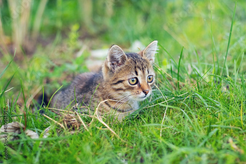 A young striped kitten with an expressive look sits in the tall grass