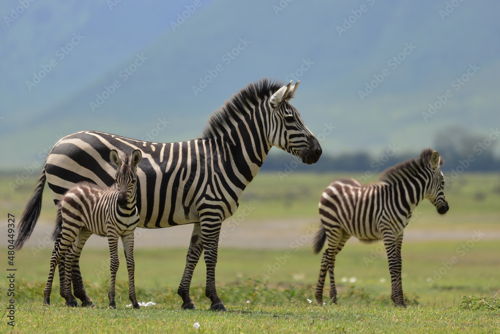 Fototapeta premium Zebra with foals