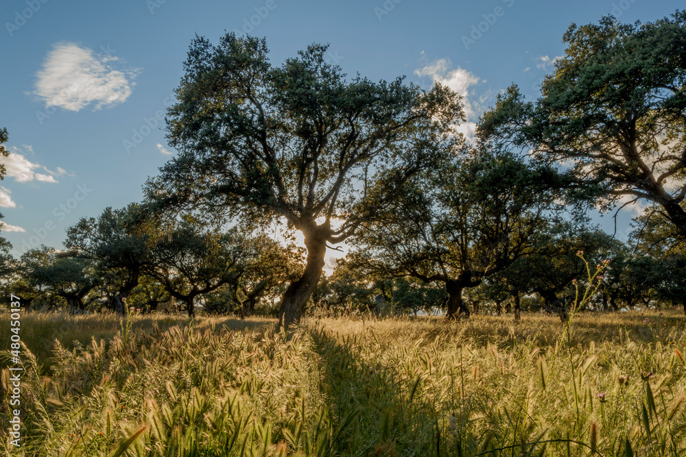 Encinas a contraluz en la reserva de la biosfera de Monfragüe en Extremadura, España en Primavera