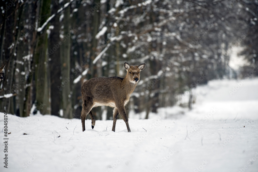 Wild roe deer in the winter forest in the wild. Wild roe deer in the winter forest in the wild.