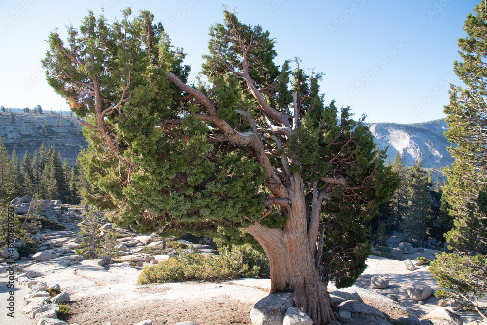 Trees on a Cliffside in Yosemite National Park on a Sunny Day in California
