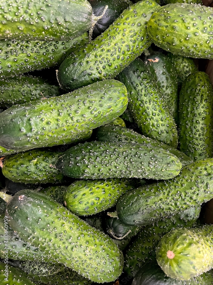 Background of fresh green cucumbers Background of fresh green cucumbers