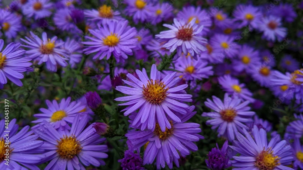 field of flowers field of flowers
