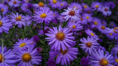 field of flowers